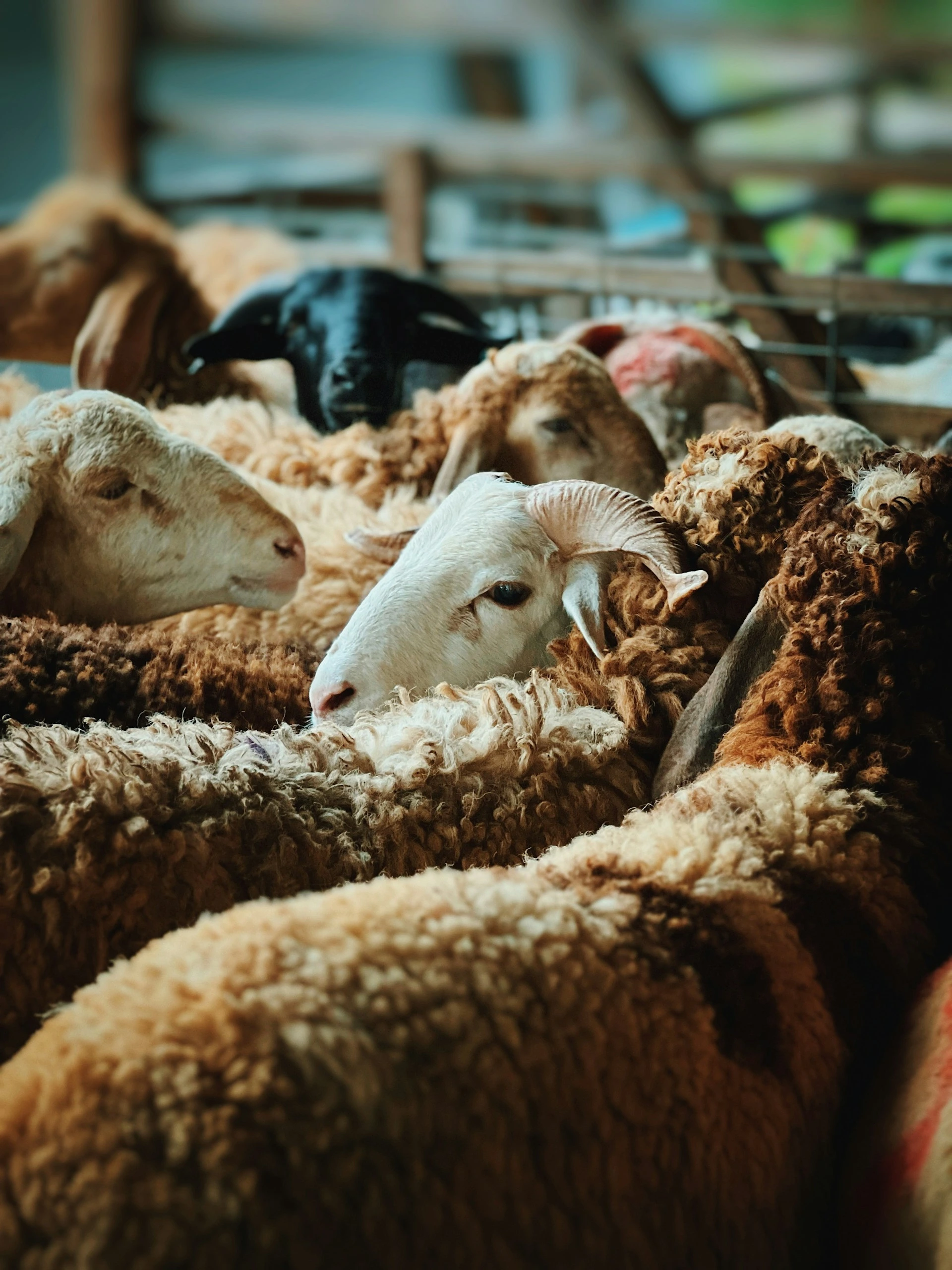 Sacrificial animals: sheep and cows